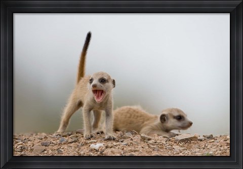 Framed Namibia, Keetmanshoop, Meerkat, mongoose, Namib Desert Print