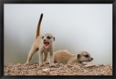 Framed Namibia, Keetmanshoop, Meerkat, mongoose, Namib Desert Print