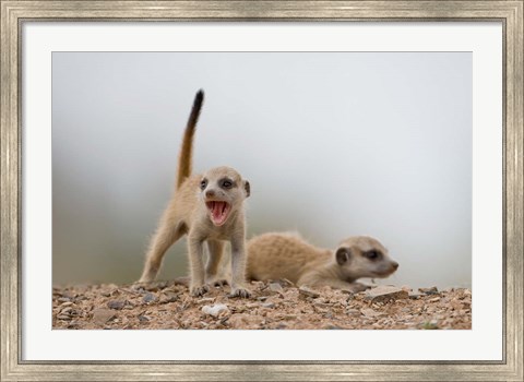 Framed Namibia, Keetmanshoop, Meerkat, mongoose, Namib Desert Print