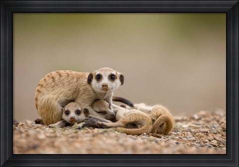 Framed Namibia, Keetmanshoop, Meerkats, Namib Desert Print