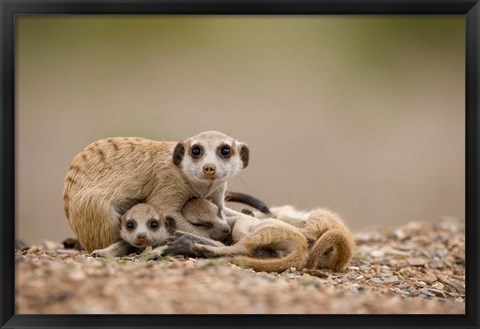 Framed Namibia, Keetmanshoop, Meerkats, Namib Desert Print