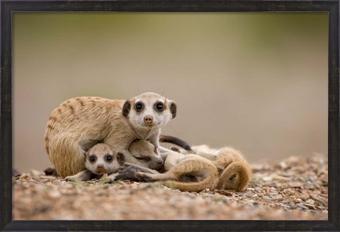 Framed Namibia, Keetmanshoop, Meerkats, Namib Desert Print