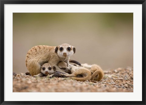 Framed Namibia, Keetmanshoop, Meerkats, Namib Desert Print