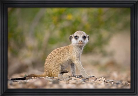 Framed Namibia, Keetmanshoop, Namib Desert, Mongoose Print