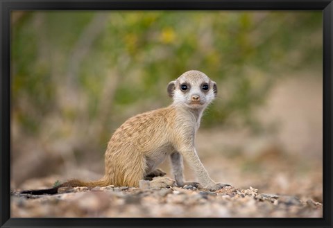 Framed Namibia, Keetmanshoop, Namib Desert, Mongoose Print