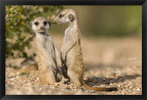 Framed Namibia, Keetmanshoop, Namib Desert, Pair of Meerkats Print