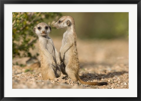 Framed Namibia, Keetmanshoop, Namib Desert, Pair of Meerkats Print