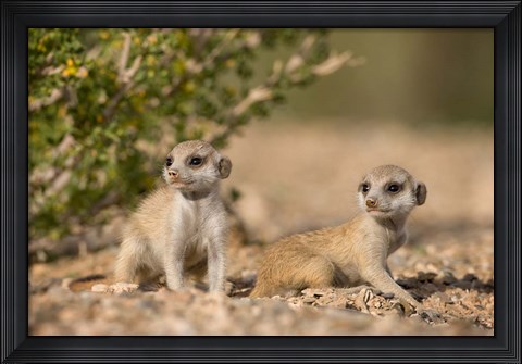 Framed Namibia, Keetmanshoop, Namib Desert, Meerkats lying Print