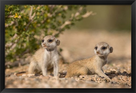 Framed Namibia, Keetmanshoop, Namib Desert, Meerkats lying Print