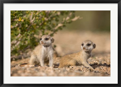 Framed Namibia, Keetmanshoop, Namib Desert, Meerkats lying Print