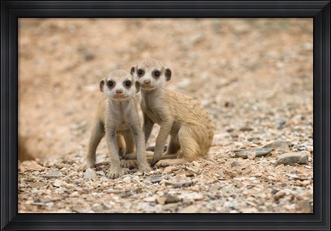 Framed Namibia, Keetmanshoop, Meerkat, Namib Desert, Mongoose Print