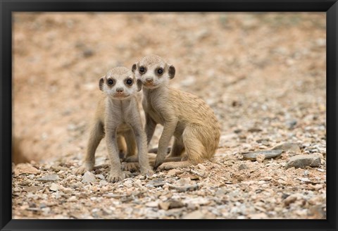 Framed Namibia, Keetmanshoop, Meerkat, Namib Desert, Mongoose Print