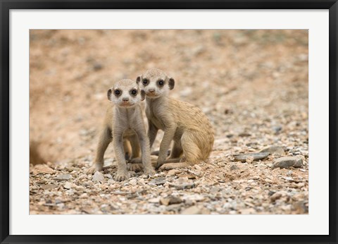 Framed Namibia, Keetmanshoop, Meerkat, Namib Desert, Mongoose Print