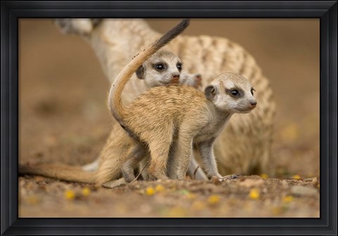 Framed Namibia, Keetmanshoop, Meerkat, Namib Desert, mongoose with babies Print