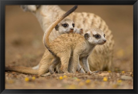 Framed Namibia, Keetmanshoop, Meerkat, Namib Desert, mongoose with babies Print