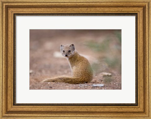 Framed Namibia, Keetmanshoop, Yellow Mongoose wildlife Print
