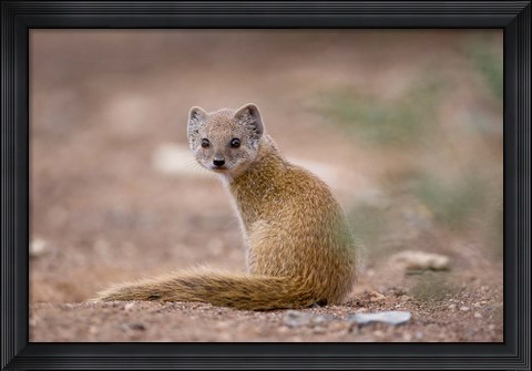 Framed Namibia, Keetmanshoop, Yellow Mongoose wildlife Print