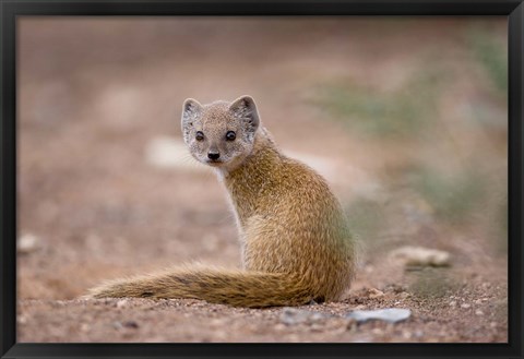 Framed Namibia, Keetmanshoop, Yellow Mongoose wildlife Print