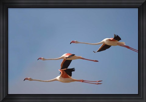 Framed Namibia, Skeleton Coast, Lesser Flamingo tropical birds Print