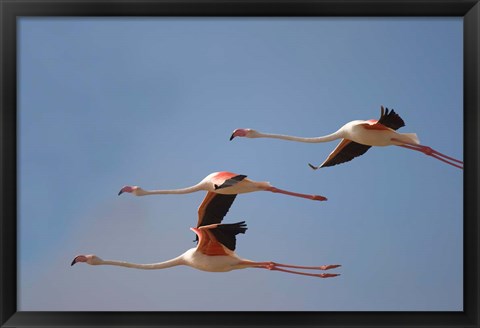 Framed Namibia, Skeleton Coast, Lesser Flamingo tropical birds Print