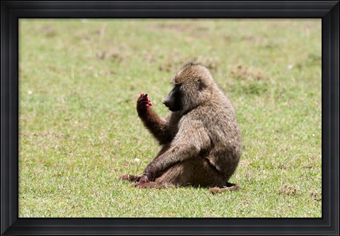 Framed Olive Baboon, Papio anubis, Maasai Mara, Kenya. Print