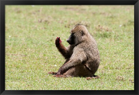 Framed Olive Baboon, Papio anubis, Maasai Mara, Kenya. Print