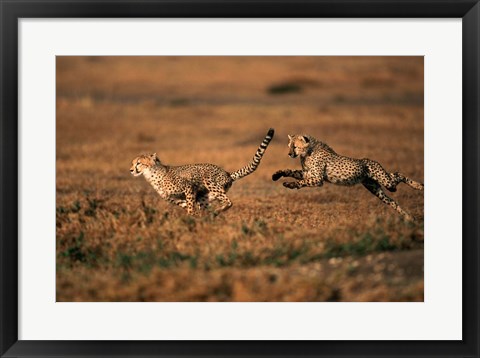 Framed Pair of cheetahs running, Maasai Mara, Kenya Print