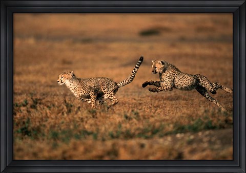 Framed Pair of cheetahs running, Maasai Mara, Kenya Print