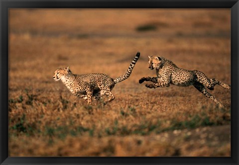 Framed Pair of cheetahs running, Maasai Mara, Kenya Print
