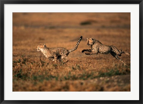 Framed Pair of cheetahs running, Maasai Mara, Kenya Print