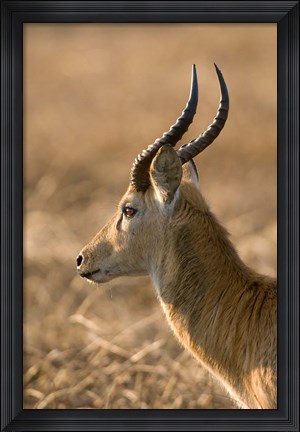 Framed Puku, Busanga Plains, Kafue National Park, Zambia Print