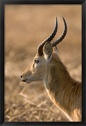 Framed Puku, Busanga Plains, Kafue National Park, Zambia Print