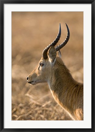 Framed Puku, Busanga Plains, Kafue National Park, Zambia Print