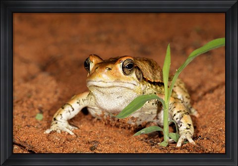 Framed Red Toad, Mkuze Game Reserve, South Africa Print