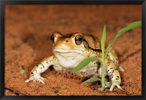 Framed Red Toad, Mkuze Game Reserve, South Africa Print