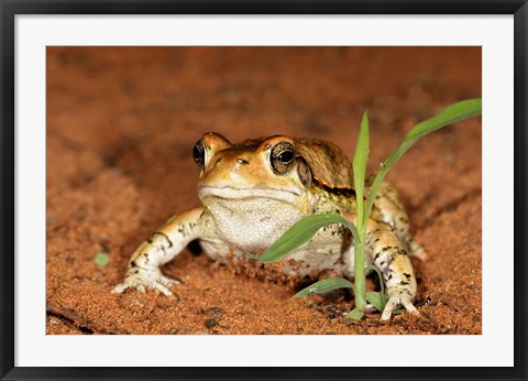 Framed Red Toad, Mkuze Game Reserve, South Africa Print