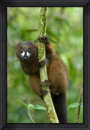 Framed Primate, Red-bellied Lemur, Mantadia NP, Madagascar Print