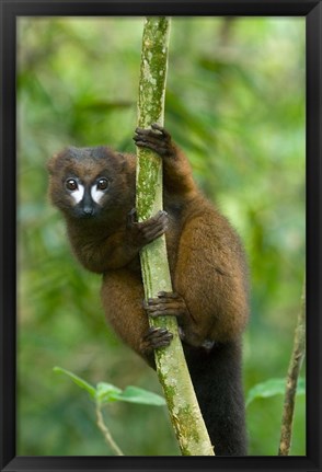 Framed Primate, Red-bellied Lemur, Mantadia NP, Madagascar Print