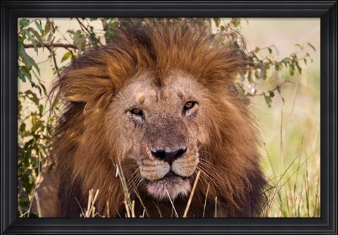 Framed Old black maned male lion, Maasai Mara, Kenya Print