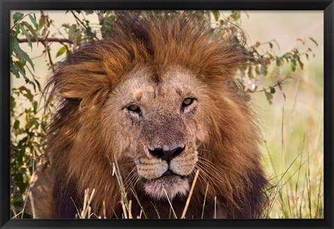 Framed Old black maned male lion, Maasai Mara, Kenya Print