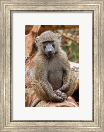 Framed Olive Baboon primate, Lake Nakuru National Park, Kenya Print