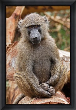 Framed Olive Baboon primate, Lake Nakuru National Park, Kenya Print