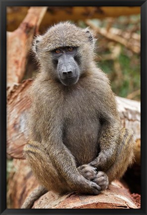 Framed Olive Baboon primate, Lake Nakuru National Park, Kenya Print