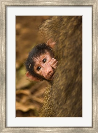 Framed Olive Baboon primates, Lake Manyara NP, Tanzania Print