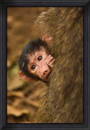 Framed Olive Baboon primates, Lake Manyara NP, Tanzania Print