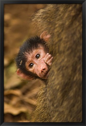 Framed Olive Baboon primates, Lake Manyara NP, Tanzania Print