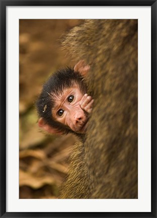 Framed Olive Baboon primates, Lake Manyara NP, Tanzania Print