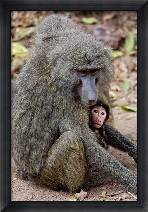 Framed Olive baboon, Lake Manyara National Park, Tanzania Print