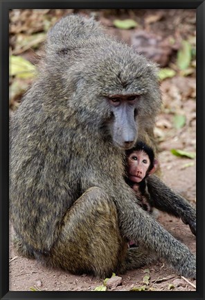 Framed Olive baboon, Lake Manyara National Park, Tanzania Print