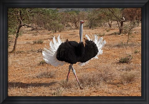 Framed Ostrich bird, Samburu National Game Reserve, Kenya Print